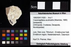 Foto (Objket + Etiketten) von Nodoprosopon sp. 